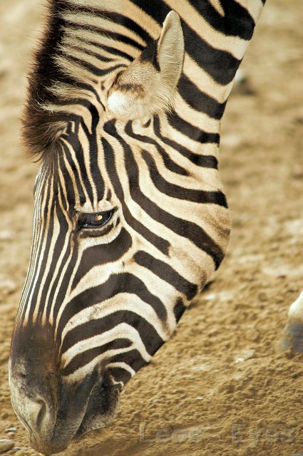 16.JPG - 16 - Trauriges Zebra