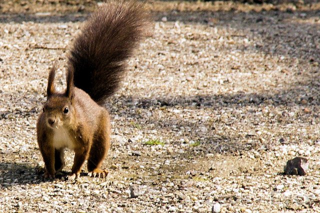 IMGP0217.JPG - 7 - Eichhörnchen im Schlossgarten, sehr zutrauliche Tierchen